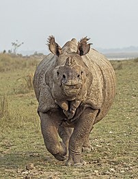 Un rhinocéros indien. (définition réelle 3 090 × 4 000)