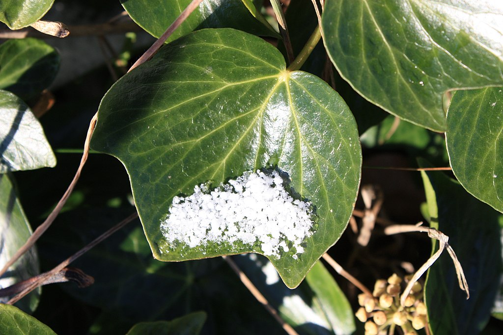 FileIvy and snow County Down 01 January 2010