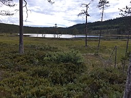 Jesustjärnen i Gesunda