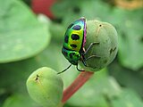 Jewel Bugs Chrysocoris stolli ,this image was taken in the project Wiki Loves Butterfly, central park (Kolkata) Butterfly garden,West Bengal,India