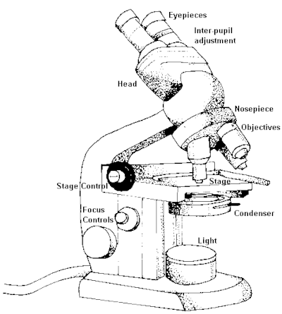 Microscope on Methods Manual For Salt Lake Studies Biological Characteristics