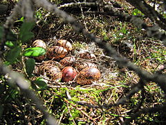 Paprastosios žvyrės lizdas ir kiaušiniai (Saloje (Suomija)