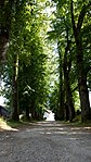 Lindenallee beim Schloss Altenhof