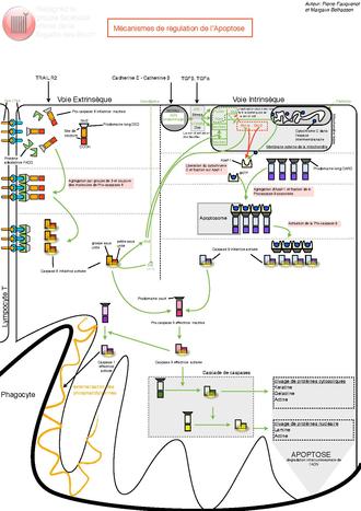 Mécanisme de régulation de l'Apoptose