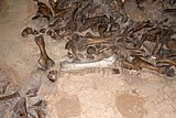 Кости мамонта в основании жилища