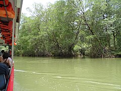 Mangrove de Guacalillo