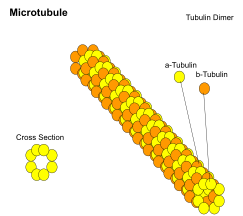Microtubule Structure.svg