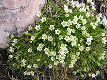 Minuartia gerardii.jpg