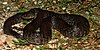 Mississippi green watersnake (Nerodia cyclopion), Chambers County, Texas