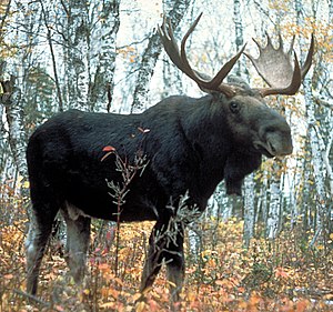English: Moose, Superior National Forest, Minn...