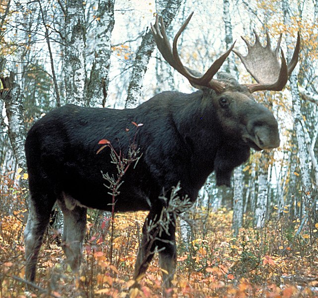 File:Moose superior.jpg