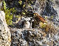 Les oiseaux de la famille des Falconidae sont connus par les habitants de l'est de Sumba sous le nom de «Kapaha». L'Alap-alap sapi (Falco moluccensis) est un rapace de petite taille et ceux de l'île de Sumba sont une sous-espèce de «microbalius» ;
