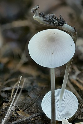 Papilmycena