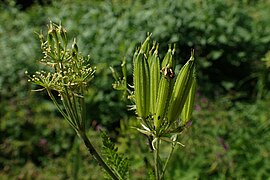 Fruits de Cerfeuil musqué (Myrrhis odorata).