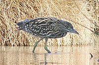 Nankeen Night Heron juvenile