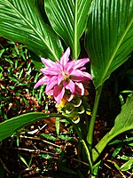 Native Turmeric Cooktown.jpg