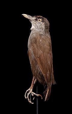 Description de l'image Naturalis Biodiversity Center - RMNH.AVES.89412 - Malacocincla perspicillata (Bonaparte, 1850) - Black-browed Babbler - specimen - lateral view.jpeg.