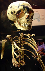 Miniatura para Esqueleto de Roc-de-Marsal
