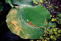 Das Blatt der Heiligen Lotusblume (Nelumbo) ist selbstreinigend: mit Wasser wird Schmutz abgespült.[31] Der Lotus-Effekt hat heute weltweit zu zahlreichen alltäglichen Anwendungen geführt