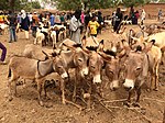 Нигер, Бубон (11), еженедельный рынок крупного рогатого скота, donkeys.jpg