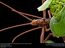 Anisomorpha ferruginea