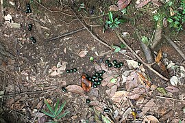 ??? Onbekende oproller (Glomeridae) in Nationaal park Andasibe Mantadia
