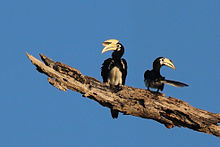 Восточно-пестрый птица-носорог (Anthracoceros albirostris) самец (l) самка (r) .jpg