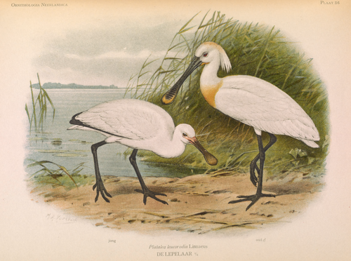 Platalea leucorodia Linnaeus, DE LEPELAAR