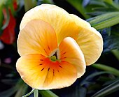 Pansy is a symbol of freethought. Pansy aka.jpg