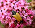 Stictoleptura fulva