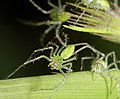 Jungtiere der Gattung Peucetia im Netz des Muttertiers im Detail