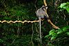 Лангур Файре, Trachypithecus phayrei в заповеднике дикой природы Пху Кьео (21134240148) .jpg