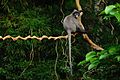 Phayre's leaf monkey, Provincial animal of Tripura