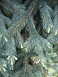 Picea engelmannii 02.jpg