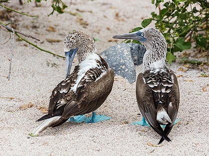 Casal de patolas-de-pés-azuis (Sula nebouxii) durante o ritual de acasalamento, ilha Lobos, Galápagos, Equador. (definição 7 068 × 5 268)