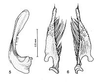 Figure 2. Median lobe and parameres of Platynectes ponderi. (Drawing: Jaroslav Šťastný)