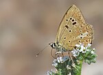 Polyommatus admetus – Flügelunterseite