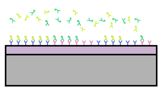 File:Protein Patterning.tiff