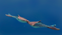 Life reconstruction of extinct agnatan genus, Pteraspis