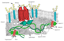 Red blood cell membrane major proteins RBC membrane major proteins.png