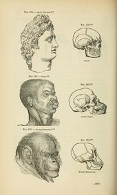 Drawings from Josiah C. Nott and George Gliddon's Indigenous races of the earth (1857), which suggested black people ranked between white people and chimpanzees in terms of intelligence Races and skulls.png
