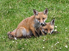 The red fox is common in Ireland.