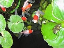 Red Oranda (Wen) goldfish reared in a small outdoor pond with water-lilies. Red Oranda goldfish in outdoor pond.jpg