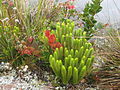 3. Cyrilla racemiflora (feuilles rouges) Paepalanthus convexus (pompons) Huperzia (touffe verte)