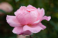 Rose, Queen Elizabeth - Flickr - nekonomania.jpg