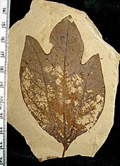 Sassafras hesperia Sassafras hesperia 01.jpg