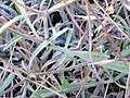 Scabiosa turolensis subsp. turolensis StemandLeaves Closeup 12July2009 ParqueNaturalLagunasdelaMata.jpg