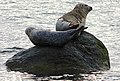 Seals at the south end of Lunderston Bay