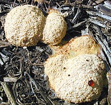 Slime Mold Facts