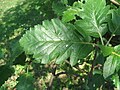 Sorbus borbasii (leaf). 
 jpg